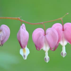 Liebende Güte, Mitgefühl und das Metta-Sutta