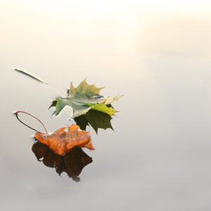 Keine Angst vor Sterben, Tod und Abschied – Die Welt aus der Sicht des Buddha Amitabha